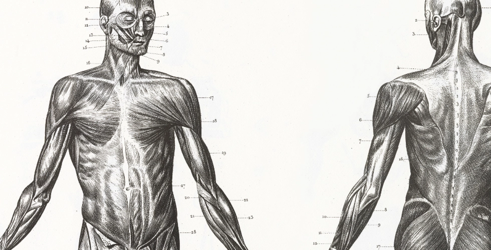The Importance of NAD+ for Muscle Performance