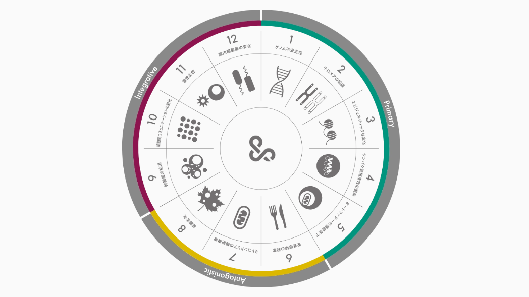The Hallmarks of Aging: A Framework for Understanding Biological Aging