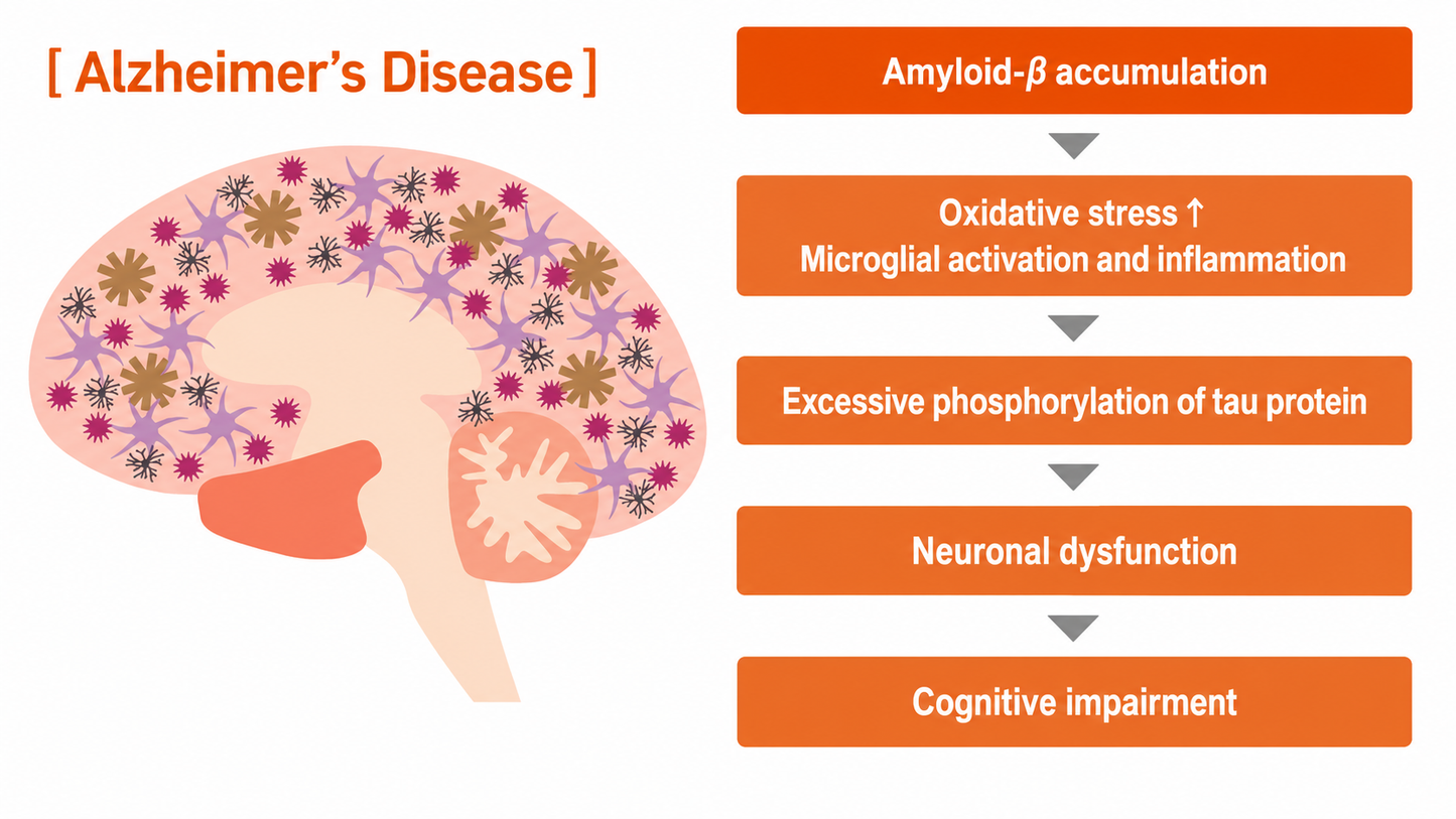 What Is Amyloid-β? How It Accumulates in Alzheimer’s Disease